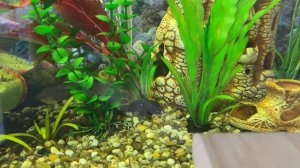 История России 8 кл/И.Л.Андреев/Тема:Внутренняя политика  Елизаветы Петровны/22.02.23 11:15