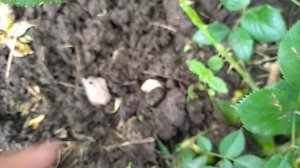 Черенкование роз путем пригибания . Просто и эффективно.