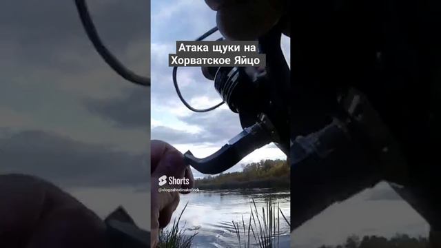 Атака Щуки на Хорватское Яйцо #shorts