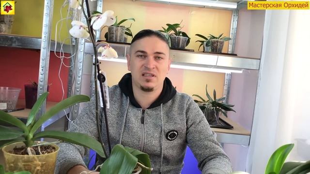 Почему у ОРХИДЕИ ВЯНУТ ЛИСТЬЯ и теряется ТУРГОР?   7 Главных Причин!