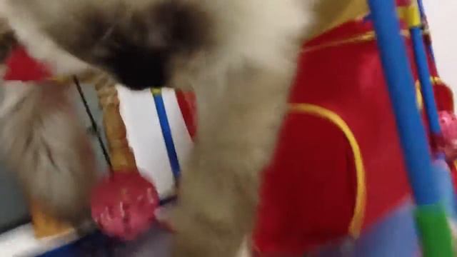 Seal mitted ragdoll Tigger смотреть онлайн