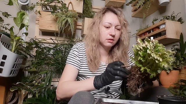 НОВИНКИ / Маранта/  Грунт/ ФИТИЛЬНЫЙ ПОЛИВ #обзоррастений #комнатныерастения #маранта
