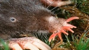 ЗВЕЗДОНОС_/животные о которых вы не знали_/ШОК~!