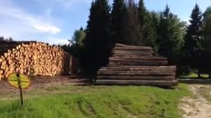 Незаконная вырубка леса в Московской области