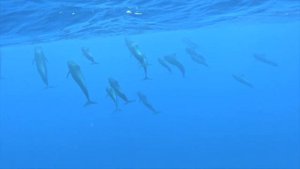 Киты Маврикий | Экскурсия | Плавание с Китами на Маврикии