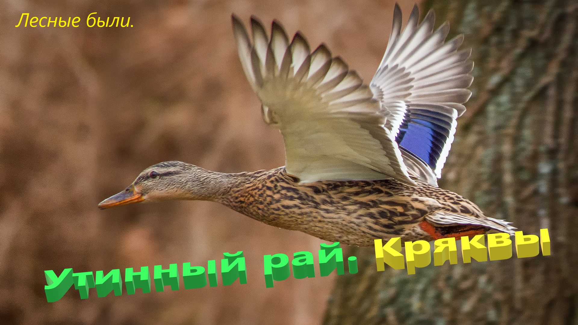 Утка летает или нет. Дикая утка кряква. утка кряква полет. кряква самка. утка кряква гнездо.