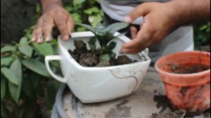 How to Snake Sansevieria Transfer & Grow Ceramic potted |Care plant | Indoor air purifier plant