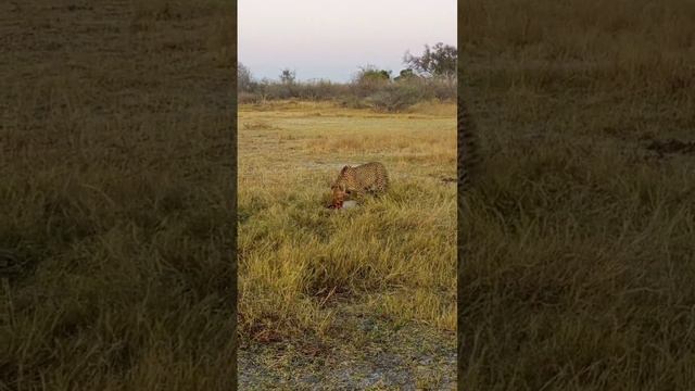 CHEETAH eating WARTHOG #africa #wildlife #elephantcorridor #savannah #nature #españa #mexico смотреть онлайн