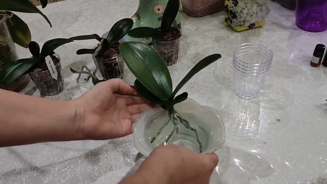 Бешеный рост орхидеи.Мои "СЕКРЕТНЫЕ" препараты ?