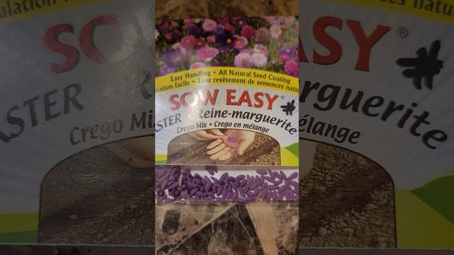 Проверяю семена астр на всхожесть #2. Канадские семена. 2 февраля 2024 #gardern #flowers #plants смотреть онлайн