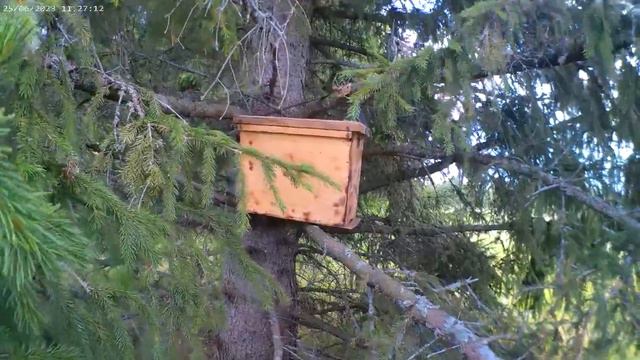 Ловушки на пчёл. смотреть онлайн