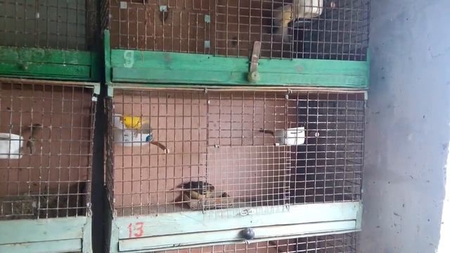 КаНаРеЙкИ драки.Дерутся самец с самкой жестоко и беспощадно .Ужасая драка канареек ! смотреть онлайн