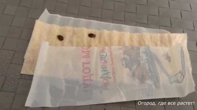 Арбузы ! Самый лучший способ посадки рассады.mp4 смотреть онлайн