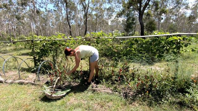 Easy To Grow And Collect Tea In Your Food Forest Backyard Garden Balcony смотреть онлайн