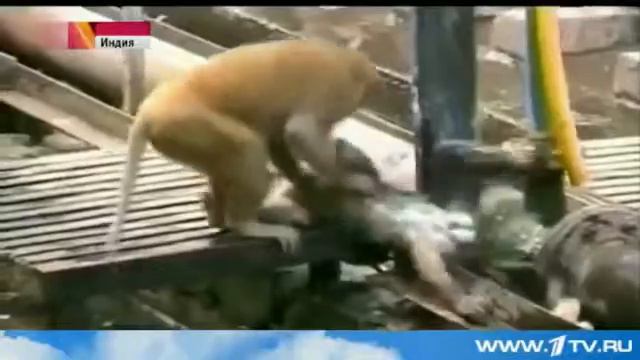 Обезьяна спасла обезьну от гибели смотреть всем