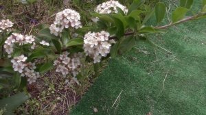 Клематис прямостоячий-белое облако в саду .Южные растения на севере Немного сада...