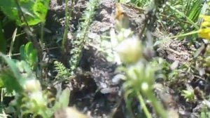 Где живут шмели?