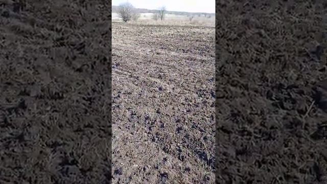 02.04.2022 весна роздисковуем целину под посев подсолнуха сингента сузука смотреть онлайн