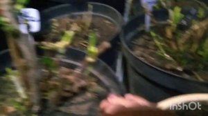 КАК ЗИМУЮТ МОИ КРУПНОЛИСТНЫЕ ГОРТЕНЗИИ В СИБИРИ?!