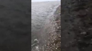 Камчатка. Лосось идёт на нерест.
