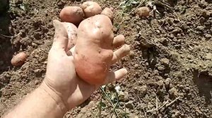 Урожай картофеля 2020 года. Сорт белая роза.