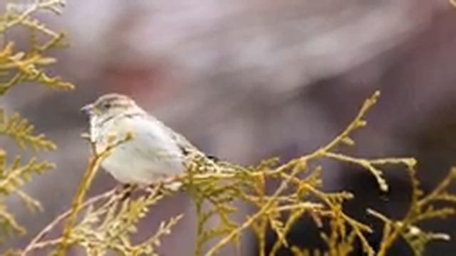 Нежная лечебная музыка здоровья и для успокоения нервной системы, глубокого релакса! Музыка для душ смотреть онлайн