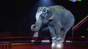 Фа-соль в цирке Корниловых.