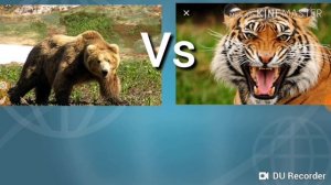 Сибирский бурый медведь vs Амурский тигр