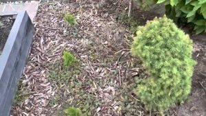 ОБРЕЗКА ЛАВАНДЫ, ЛАПЧАТКИ, БОРЬБА С СОРНЯКАМИ