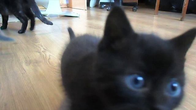 Котята растут.