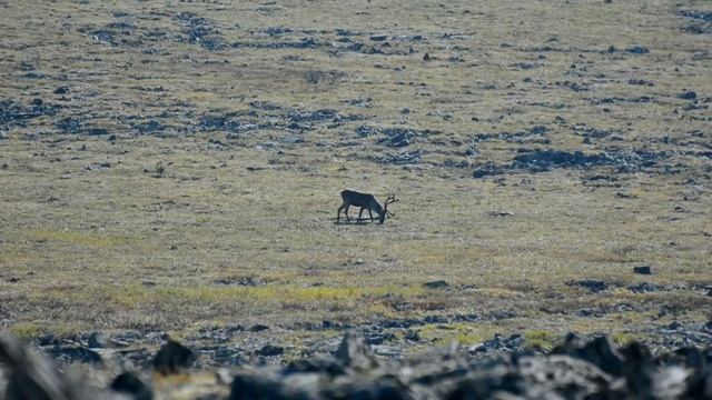 Олени Северного Урала, август 2016 смотреть онлайн
