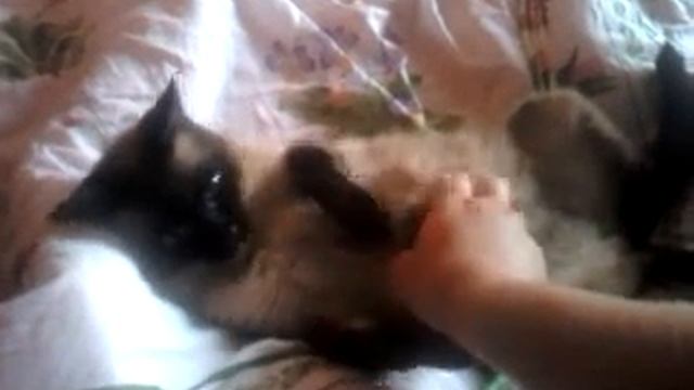 Дай пузико почесать смотреть онлайн