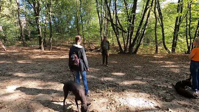 Очередное занятие по дрессировке собак. Повторяем азы.