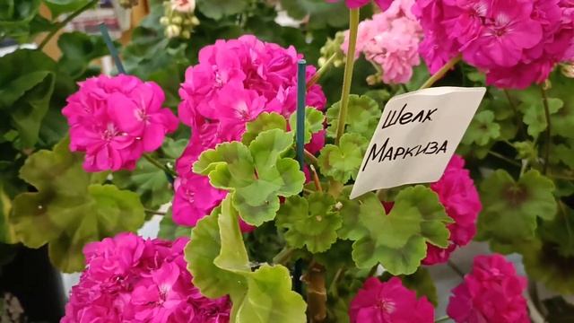 Выставка Пеларгоний г. Архангельск 10.09.2022г. Осенняя ярмарка! смотреть онлайн