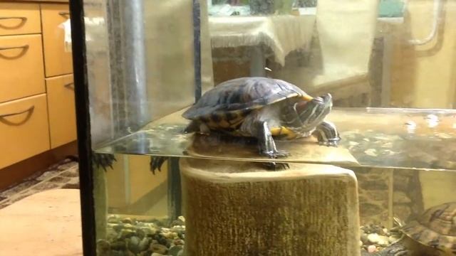 Черепаха отложила яйца в домашних условиях смотреть онлайн