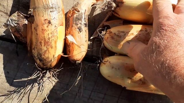 лук "банановый гигант" - эксперимент ( купить в магазине и посадить) смотреть онлайн