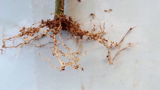 How to grow white Pomelo tree from cuttings for beginners смотреть онлайн