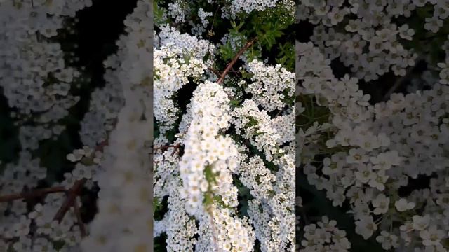 Спирея цветёт смотреть онлайн