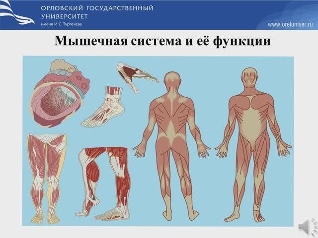 Мышечная система