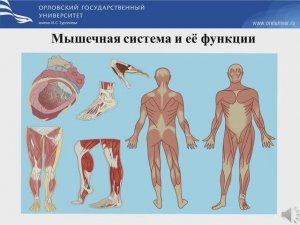Мышечная система