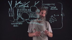 Цитология. Лекция 27. Мембрана продолжение