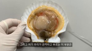 당신이 가리비에서 보지 못한 것들 - 가리비 해부