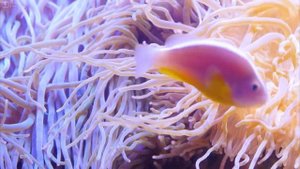 Красивые рыбки.