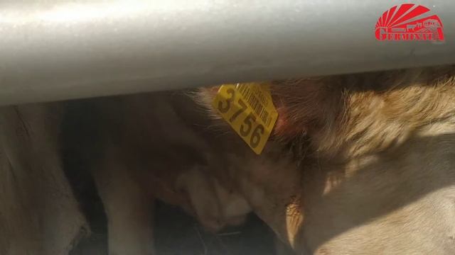 Поставка племенных быков и телок в Узбекистан. Август 2020 смотреть онлайн