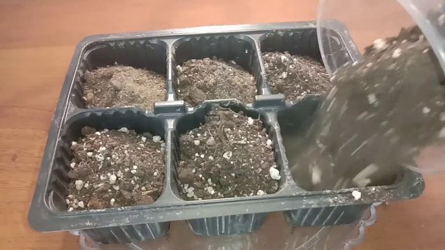 Появились первые ростки помидора черри, пересаживание в горшки ? смотреть онлайн