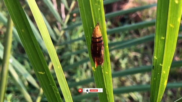 Wow! What kind of Worm shell it is! AdventurewithMare Wormshell insects orginalvideo