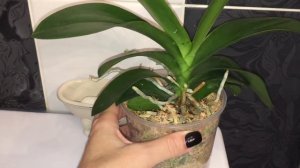 Удобряю орхидеи конским навозом. Поэтапный обзор)))