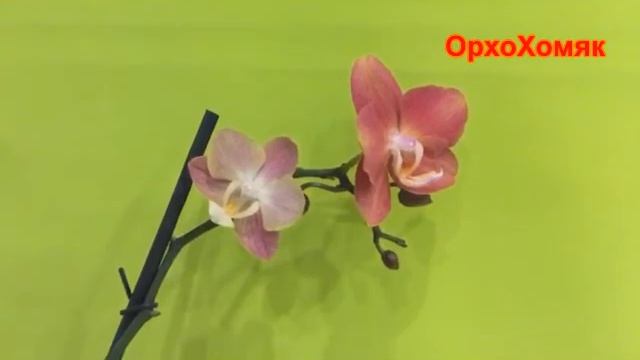 Домашнее цветение орхидеи Горизонт (Phalaenopsis Horizon) смотреть онлайн