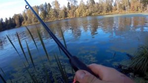 Отводной поводок. Окунь в сентябре. Учусь ловить на отводной. Спиннинг в сентябре. Окунь на спиннин