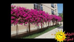 Отзывы отдыхающих об отеле Siva Grand Beach 4*  г.Хургада (ЕГИПЕТ)